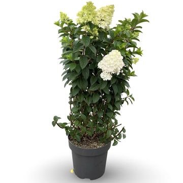 Hydrangea paniculata SUNDAE FRAISE