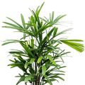 Rhapis excelsa