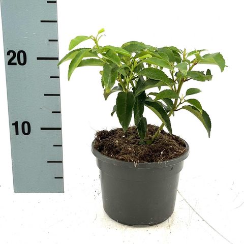 Prunus lusitanica 'Ангустифолия'
