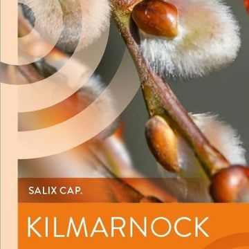 Salix caprea 'Kilmarnock'