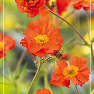 Geum 'Scarlet Tempest'
