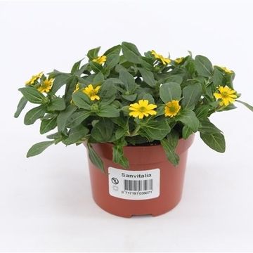 Sanvitalia procumbens