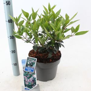 Viburnum tinus SPIRIT (About Plants Zundert BV)