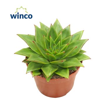 Echeveria agavoides 'Lipstick'