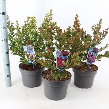 Lagerstroemia indica WITH LOVE MIX