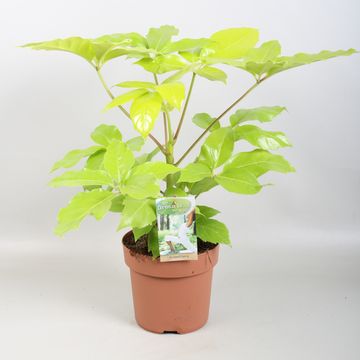 Schefflera GOLDEN AMATE