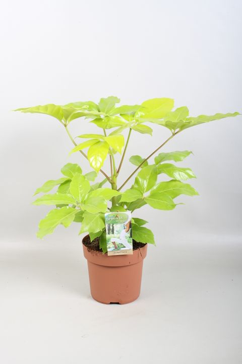 Schefflera GOLDEN AMATE