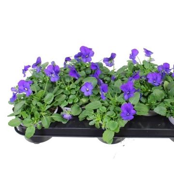 Viola EVO MINI TRUE BLUE