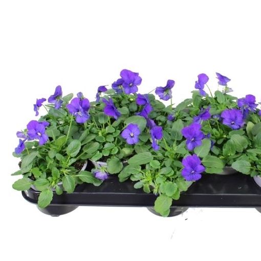 Viola EVO MINI TRUE BLUE