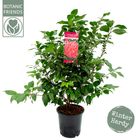 Camellia japonica 'Marie Bracey'