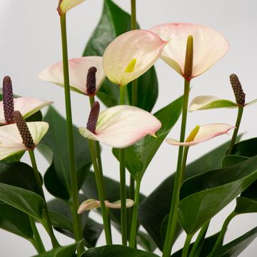 Anthurium KARMA LIPA