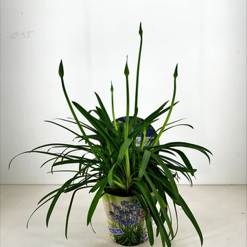 Agapanthus SUMMER LOVE BLUE