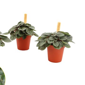 Peperomia 'Piccolo Banda'