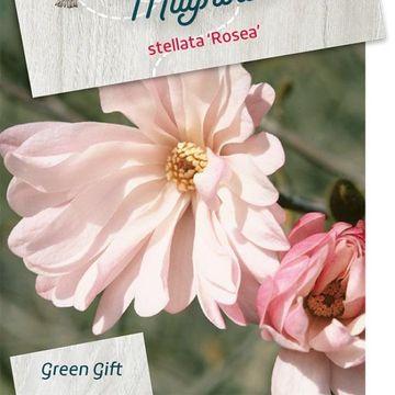 Magnolia stellata 'Розеа'