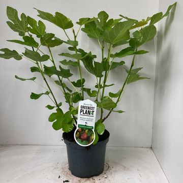 Ficus carica 'Del Portogallo'