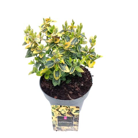 Euonymus fortunei 'Emerald 'n' Gold' — Plant Wholesale FlorAccess