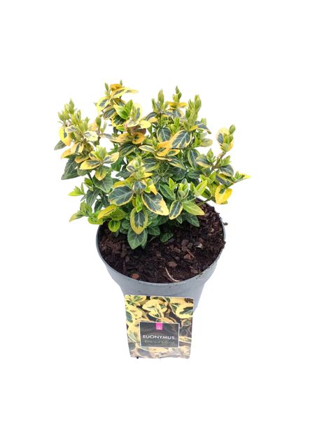 Euonymus fortunei 'Emerald 'n' Gold'