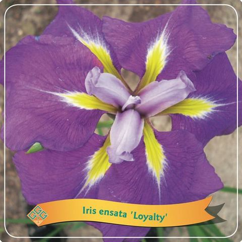 Iris ensata 'Loyalty'