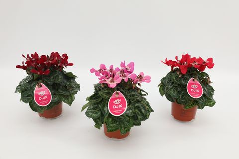 Cyclamen persicum SUPER SERIE DJIX MIX