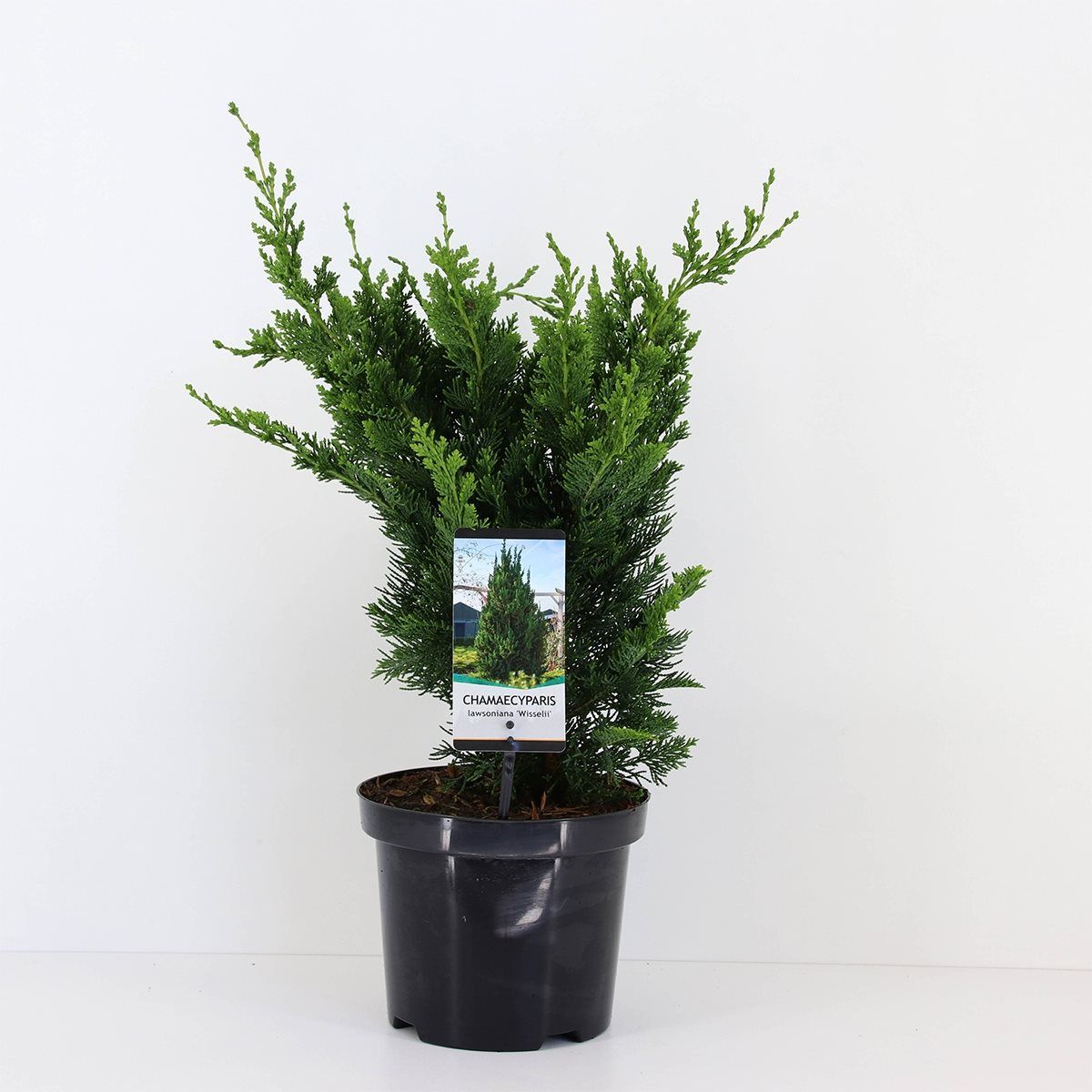 Chamaecyparis lawsoniana 'Wisselii' — Plant Wholesale FlorAccess