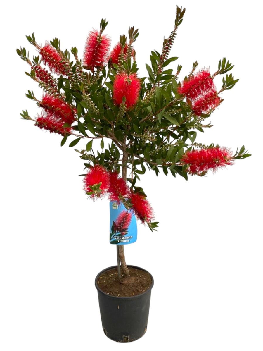 Callistemon citrinus 'Splendens' — Plant Wholesale FlorAccess