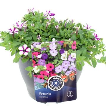 Petunia SHORTCAKE BLUEBERRY