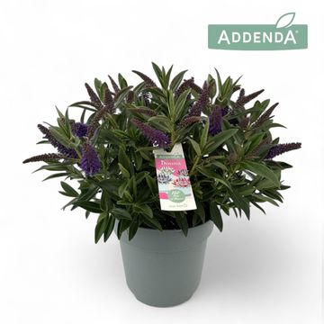 Hebe ADDENDA MIX