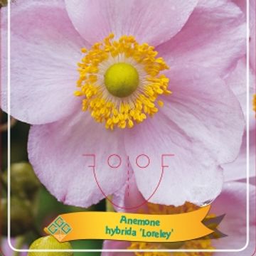 Anemone x hybrida 'Loreley'