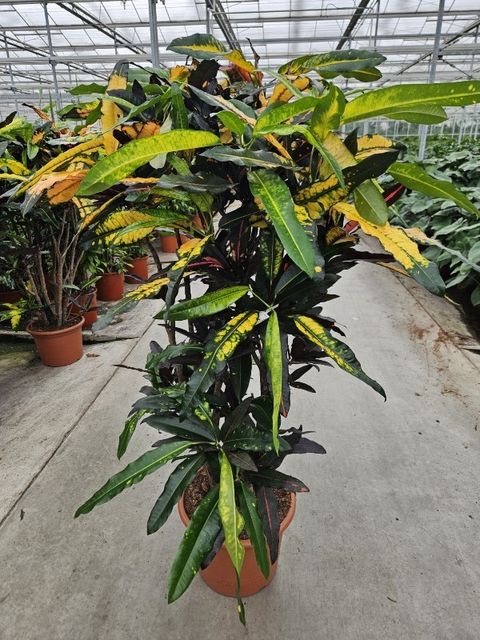 Codiaeum variegatum 'Mango'