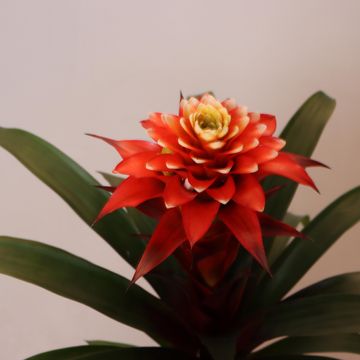 Guzmania 'Elena'