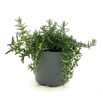Rosmarinus officinalis 'Capri'