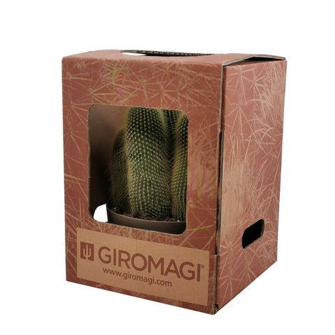 Notocactus leninghausii