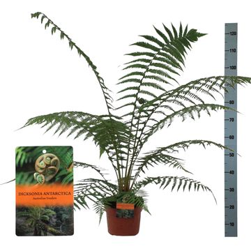 Dicksonia antarctica