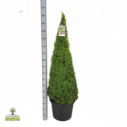 Buxus sempervirens