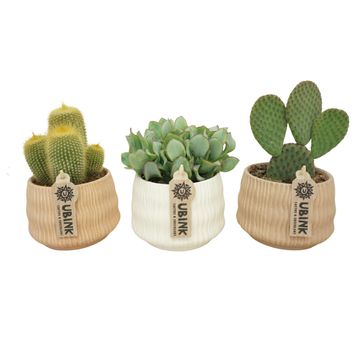 Cactus / Succulents MIX