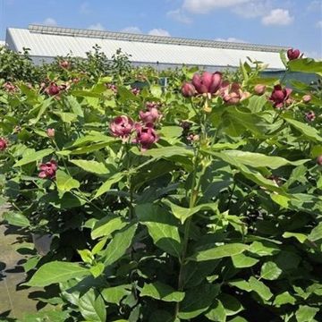Calycanthus x raulstonii 'Aphrodite'
