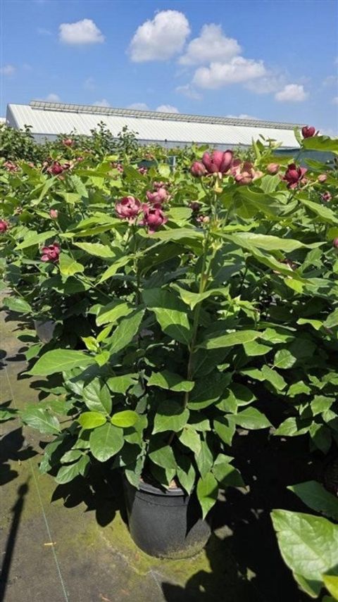 Calycanthus x raulstonii 'Aphrodite'