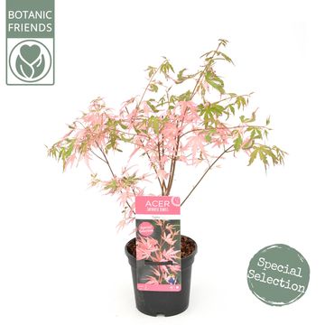 Acer palmatum 'Taylor'