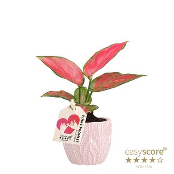 Aglaonema 'Cherry Baby'