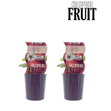 Fragaria x ananassa 'Beltran'