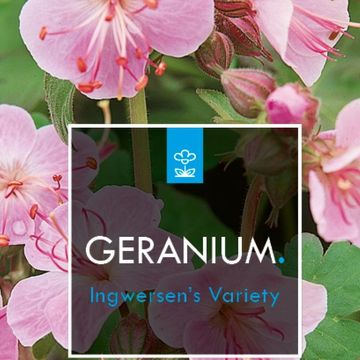 Geranium macrorrhizum 'Ingwersen's Variety'