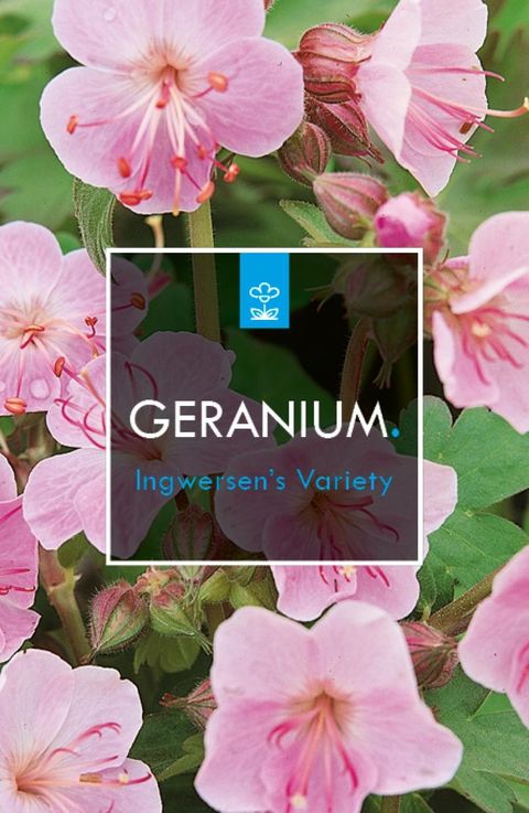 Geranium macrorrhizum 'Ingwersen's Variety'
