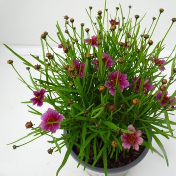 Coreopsis verticillata MIX