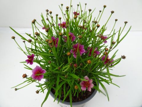Coreopsis verticillata MIX