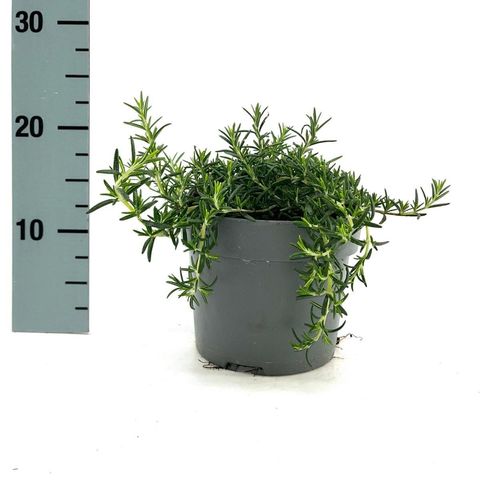 Rosmarinus officinalis 'Capri'