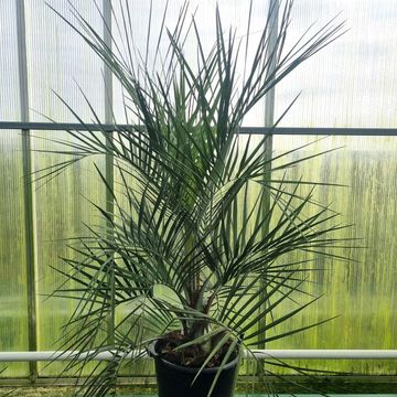 Butia capitata