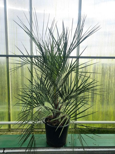 Butia capitata