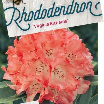 Rhododendron 'Virginia Richards'