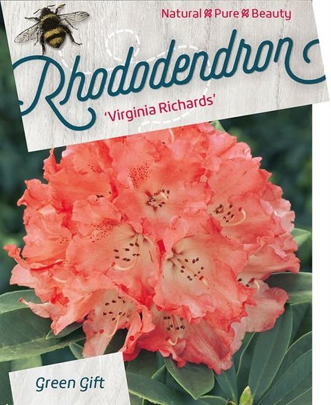 Rhododendron 'Virginia Richards'