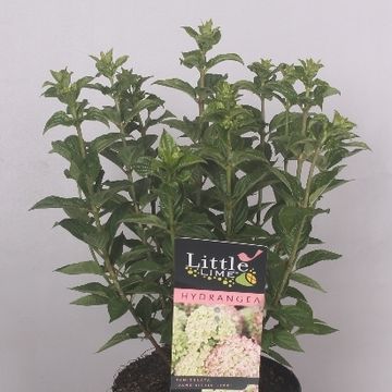 Hydrangea paniculata LITTLE LIME